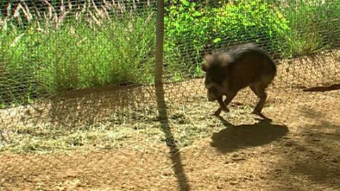 Huell Finds Out What Became of 'Little Huell,' a Warthog Named After Him in 1987 - Vimarsana News